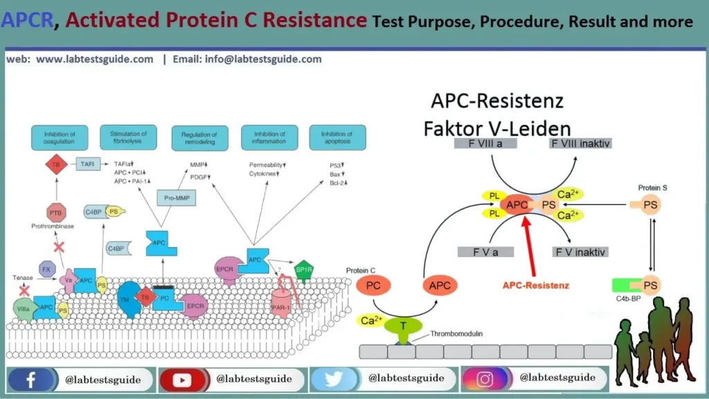 Protein C Activity Symptoms Diagnosis And Treatment Lab Tests Guide