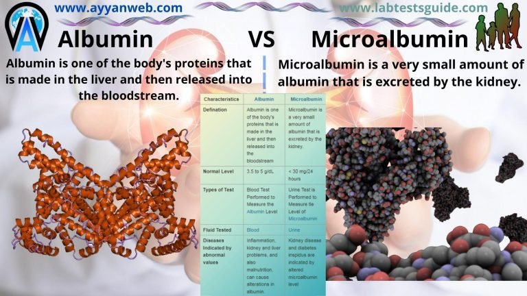 Conjugated Bilirubin VS Unconjugated Bilirubin Lab Tests Guide