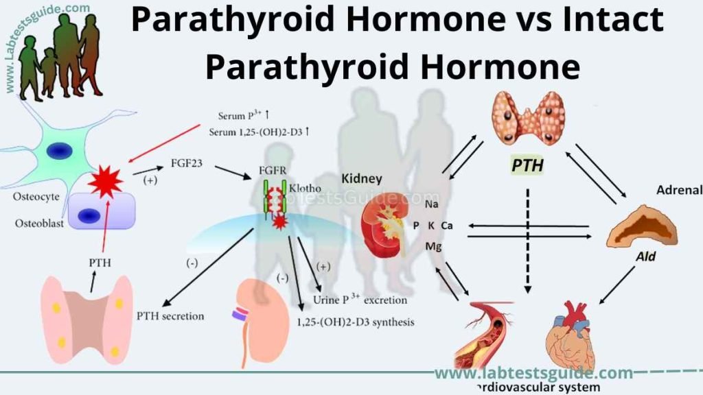 Parathyroid Hormone Vs Intact Parathyroid Hormone Lab Tests Guide