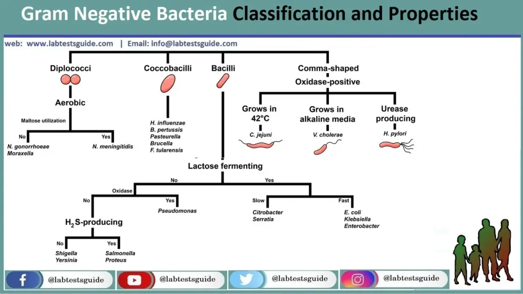 Gram-Negative-Bacteria