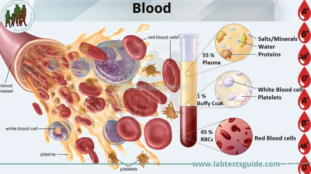 Red Blood Cells White Blood Cells Platelets Three Neglected Numbers In Red Blood Cells White Blood Cells Platelets Three Neglected Numbers In