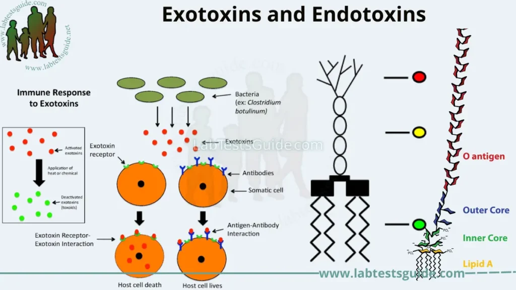 Differences between Exotoxins and Endotoxins