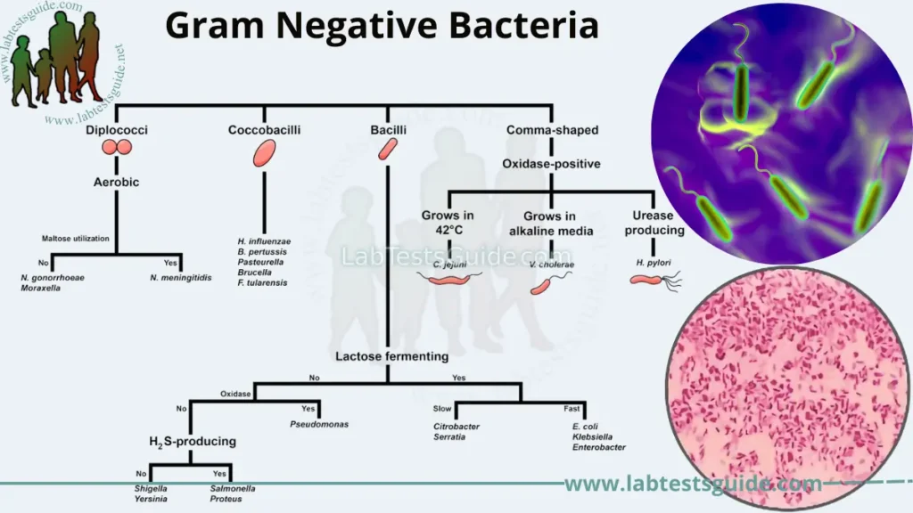 Gram Negative Bacteria