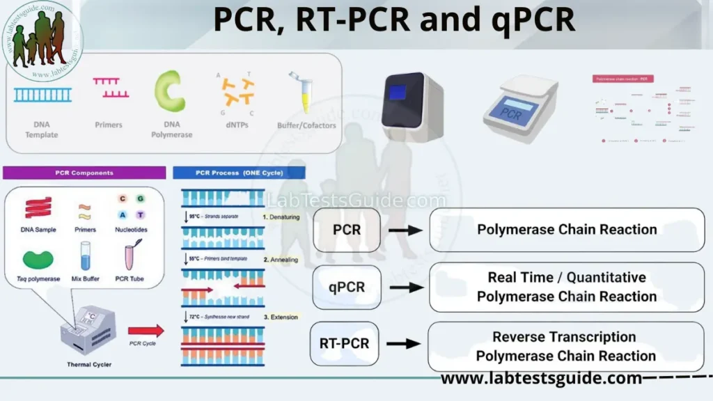 PCR RT PCR And QPCR Differences Similarities Definition And Purpose PCR RT PCR And QPCR Differences Similarities Definition And Purpose