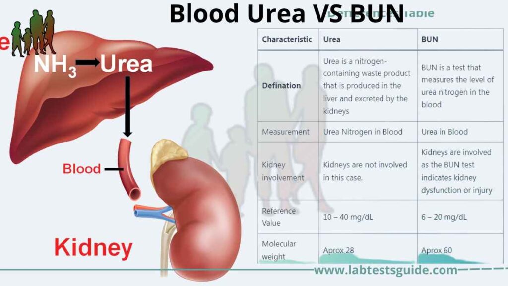 Blood Urea vs BUN