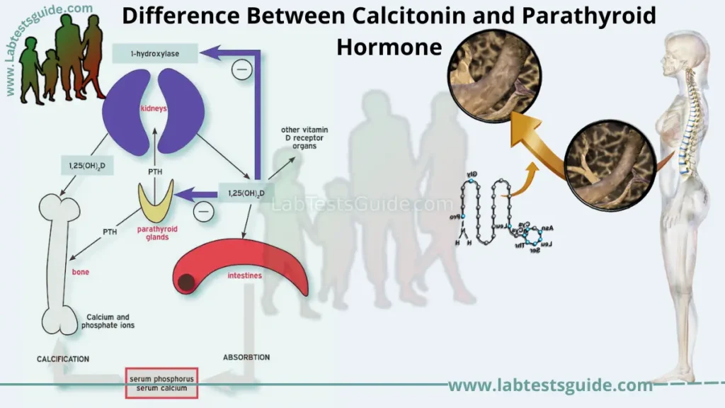 Difference Between Calcitonin and Parathyroid Hormone
