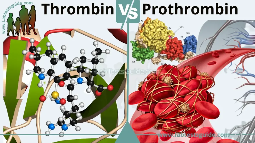 Differences Between Thrombin and Prothrombin