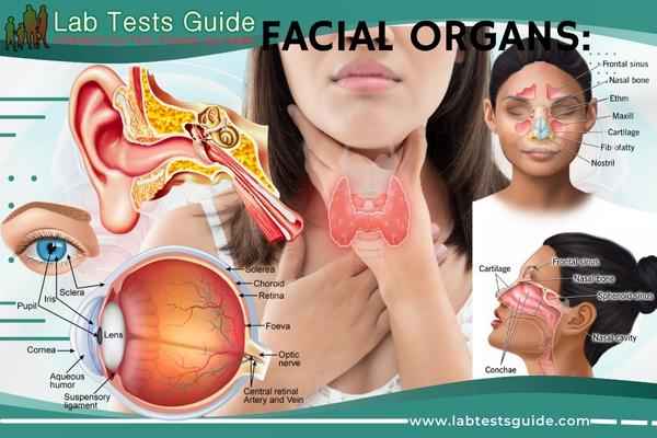 Facial Organs