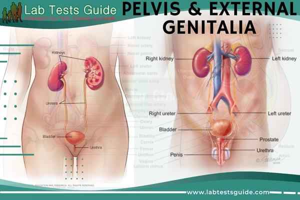 Pelvis & External Genitalia
