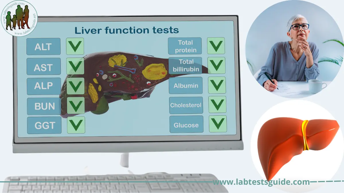 Liver Function Tests Lfts Test Lab Tests Guide