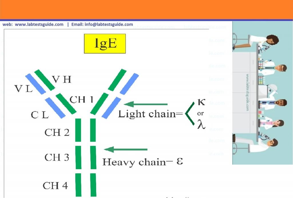 IGE. IGE e5 класс 2. Иммуноглобулины e. Classes of Immunoglobulins.