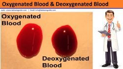 Deoxygenated Blood Overview | Lab Tests Guide