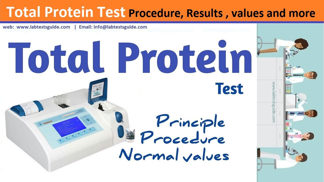 Total Protein Test Procedure Preparation Reasults And More Lab Tests Guide