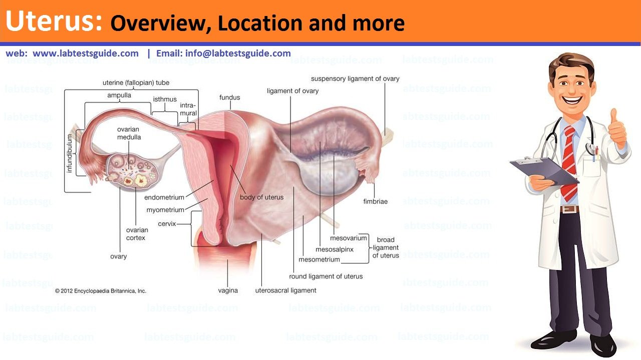 Where Is Female Uterus Located