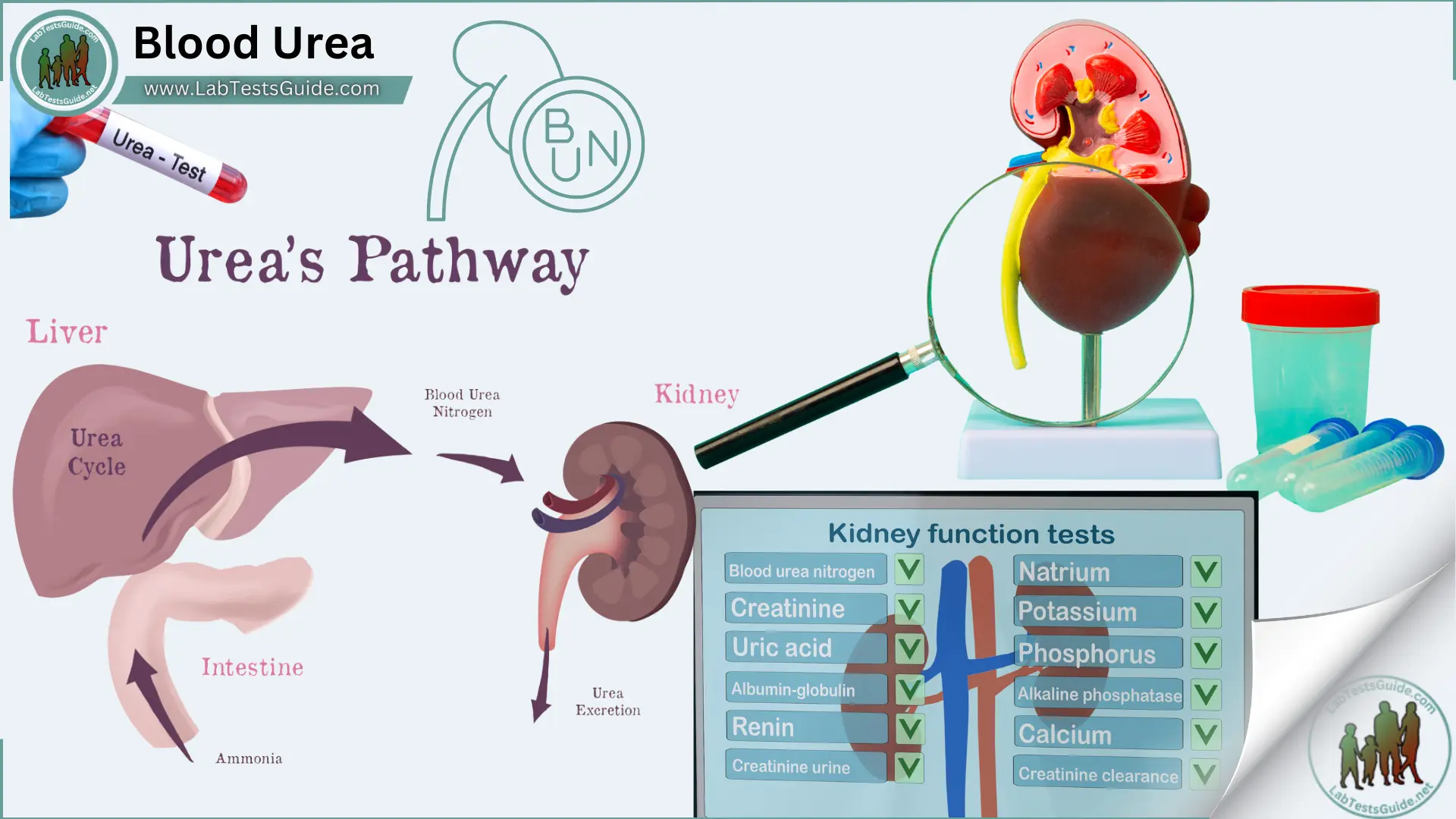 Blood Urea Test Purpose, Procedure, Result and more   Lab Tests Guide