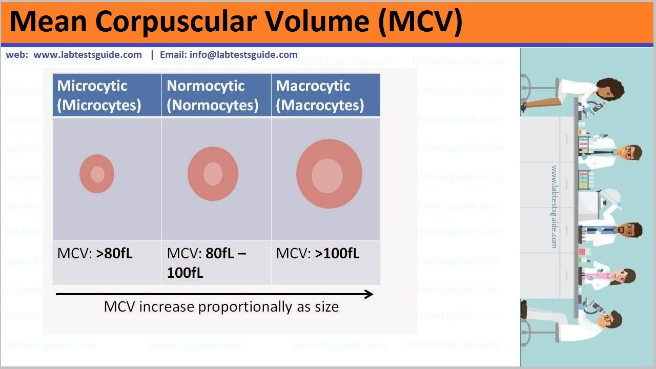 MCV Test Purpose Calculation And More Lab Tests Guide