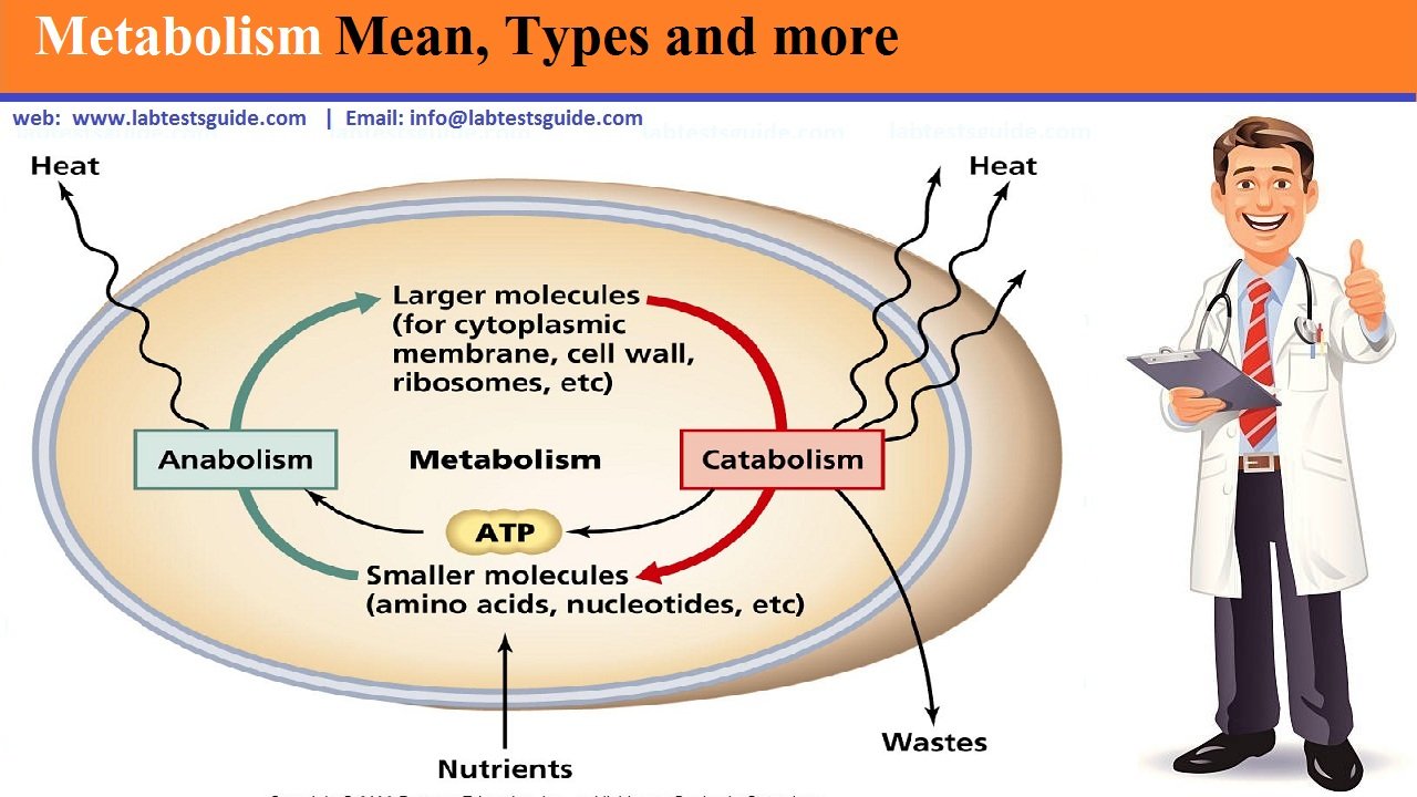 this-word-metabolism-is-thrown-around-a-lot-these-days-you-know-that