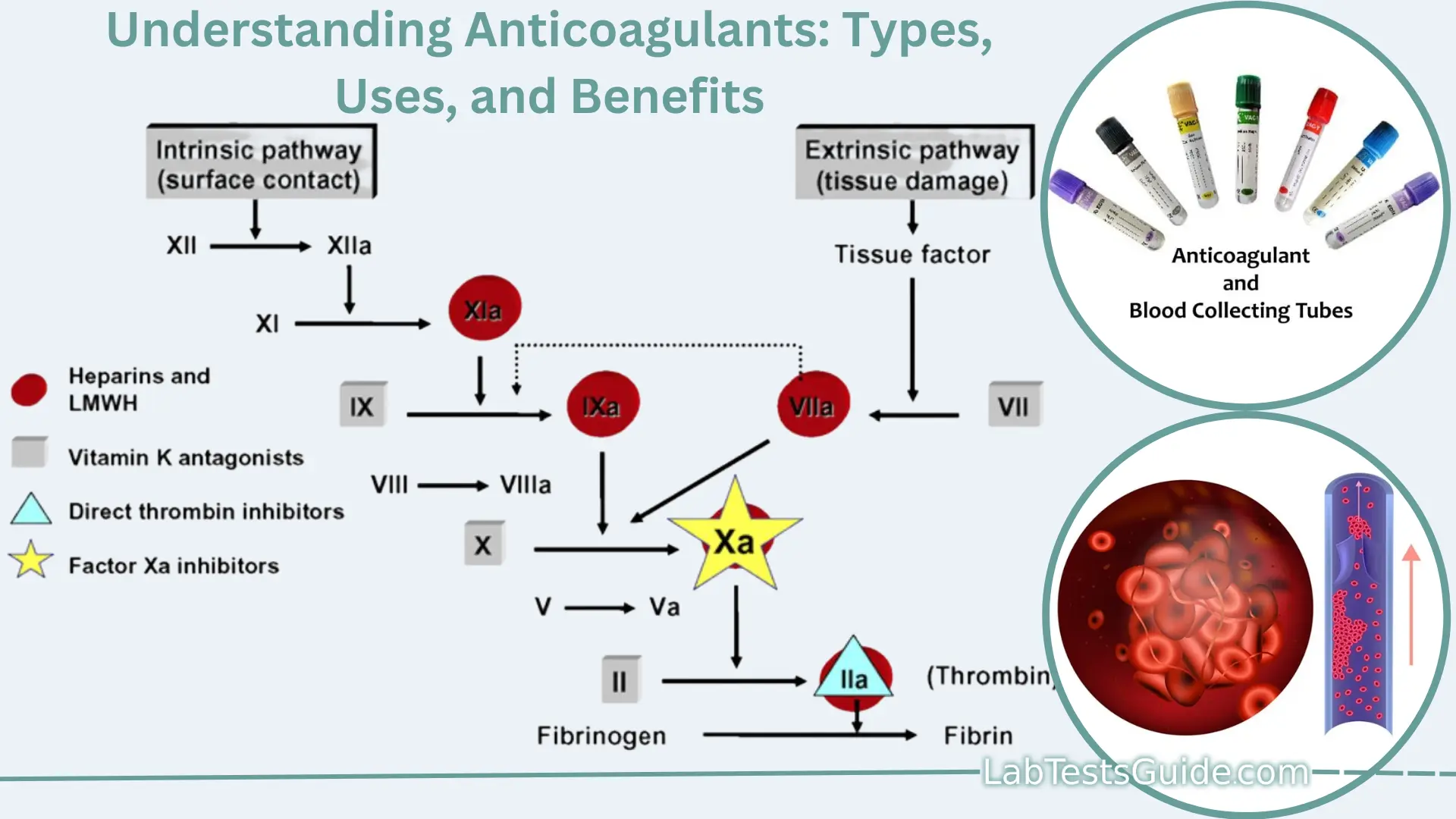 Understanding Anticoagulants: Types, Uses, And Benefits