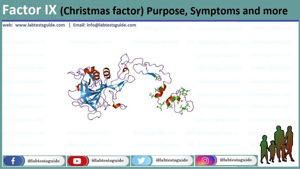 Factor IX (Christmas Factor) Purpose, Symptoms And More - Lab Tests Guide