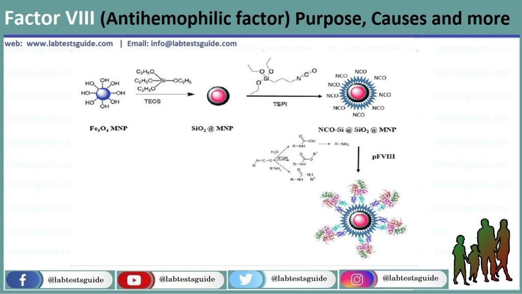 Factor VIII (Antihemophilic factor) Purpose, Causes and more - Lab ...