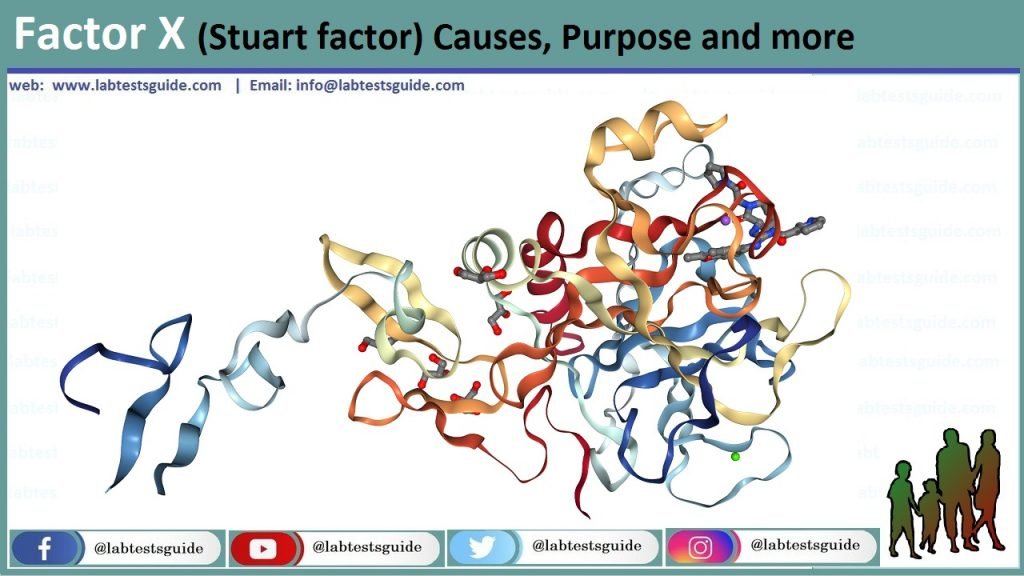 factor-x-stuart-factor-causes-purpose-and-more-lab-tests-guide