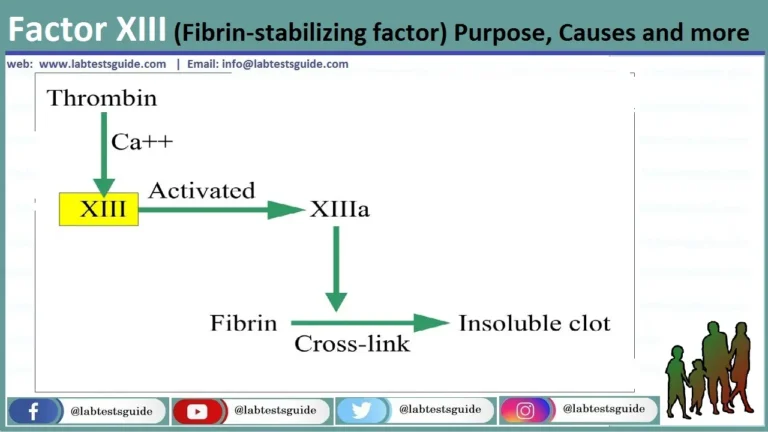 Factor XIII (Fibrin-Stabilizing factor)