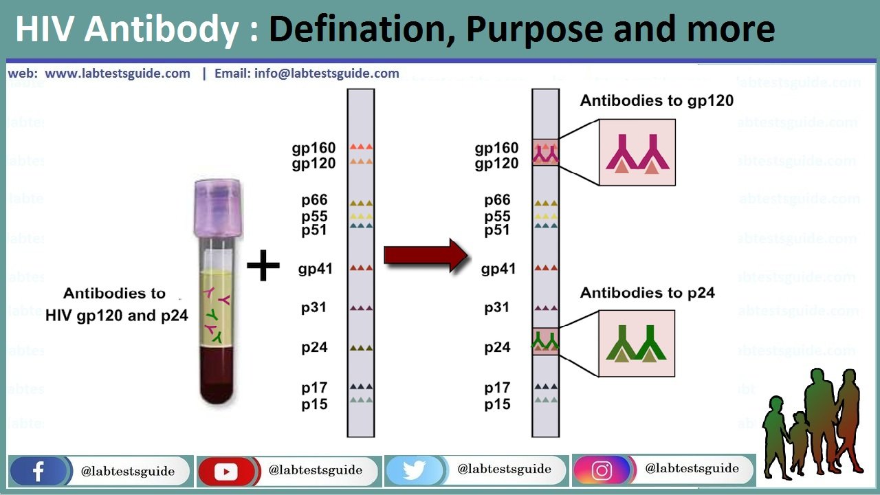 Антитела к human immunodeficiency virus 1 2