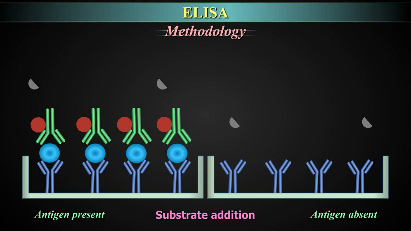 Enzyme-Linked Immunosorbent Assay (ELISA) Types, Principle, Method And ...