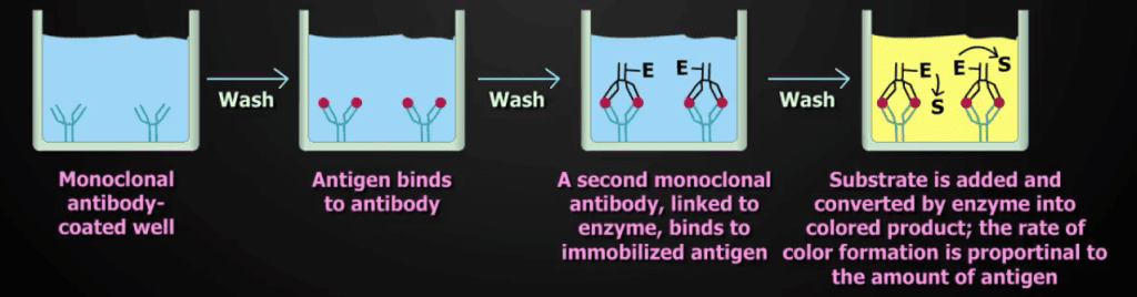 Enzyme-Linked Immunosorbent Assay (ELISA) | Lab Tests Guide