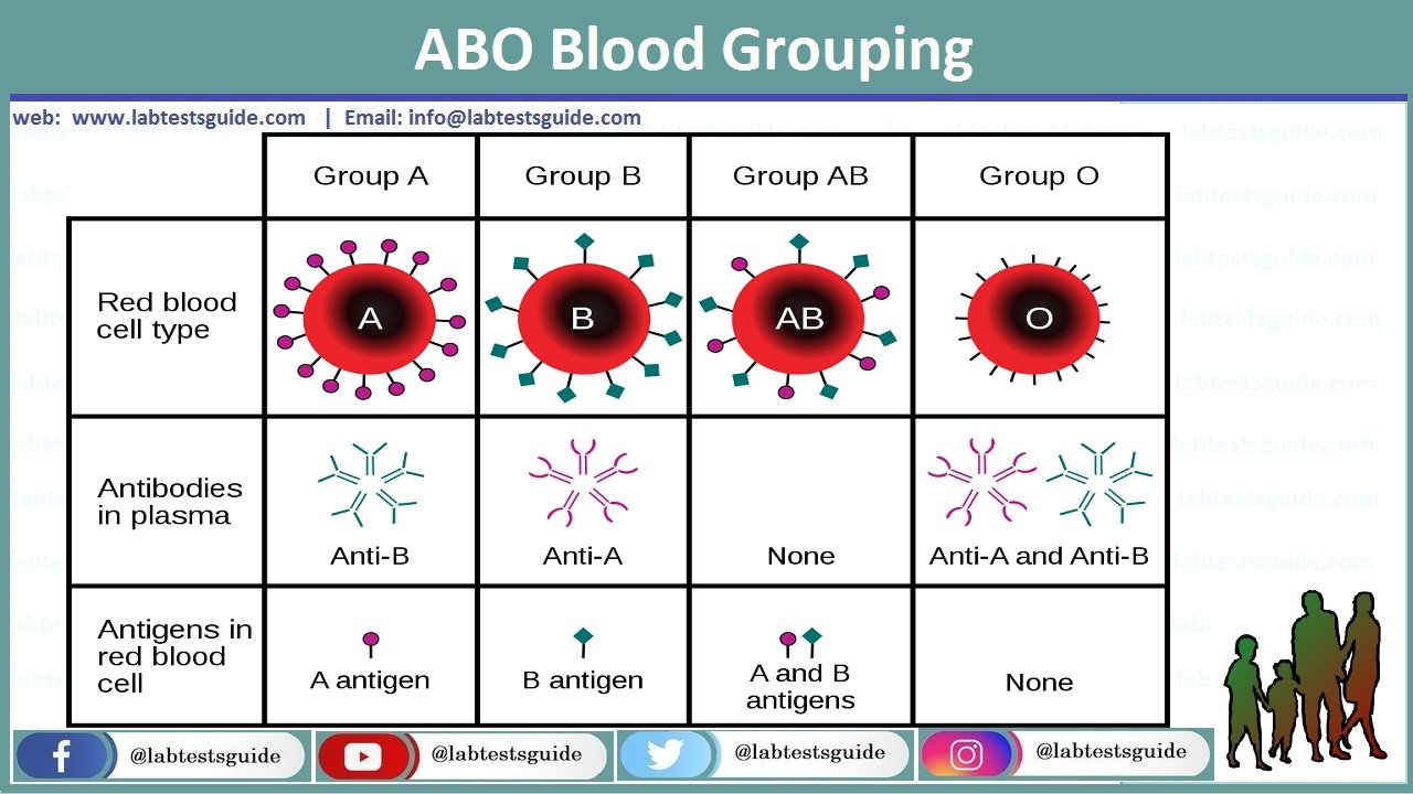 ABO Blood Groups And Rh Type Testing Lab Tests Guide