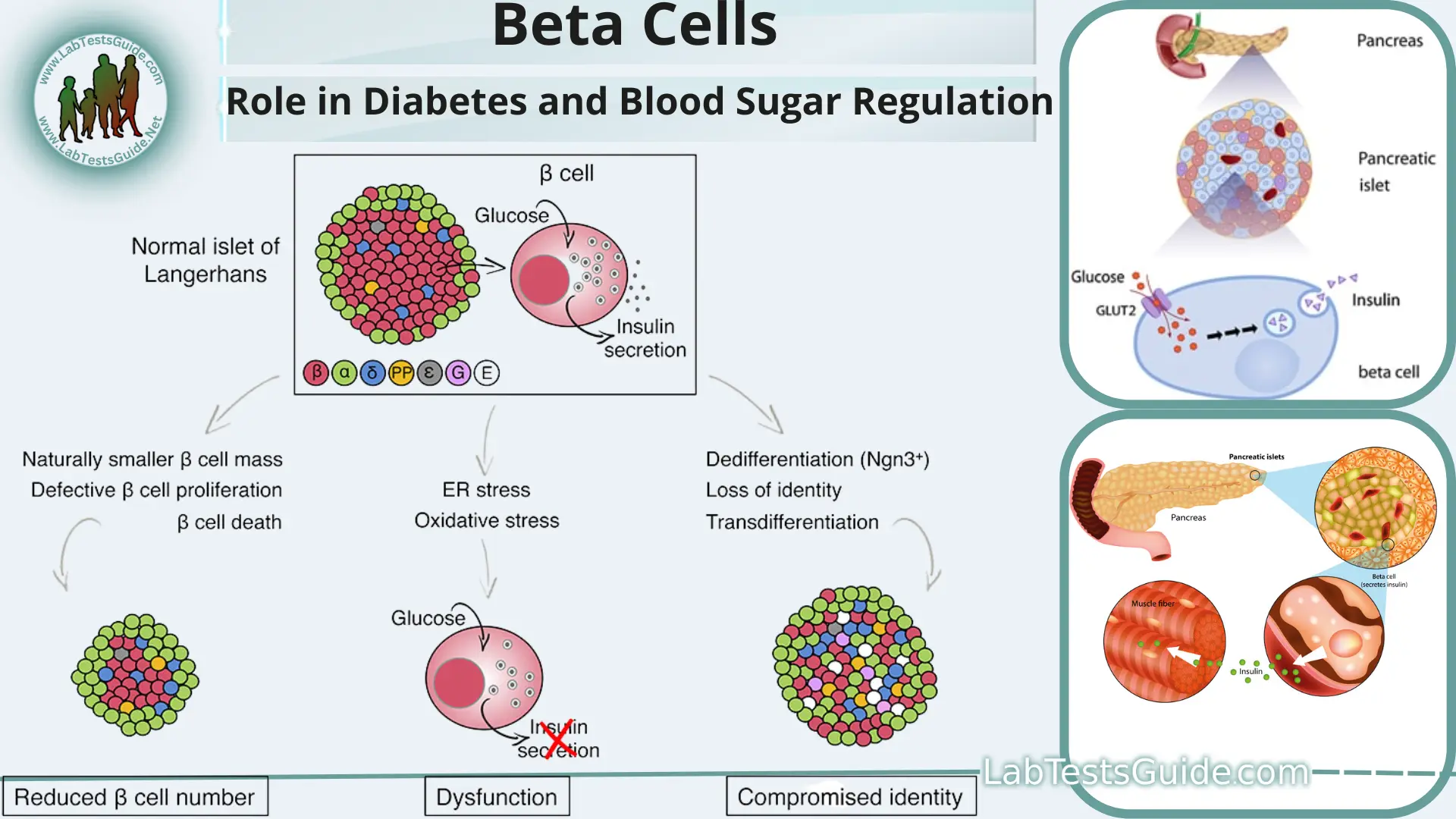 beta cells insulin