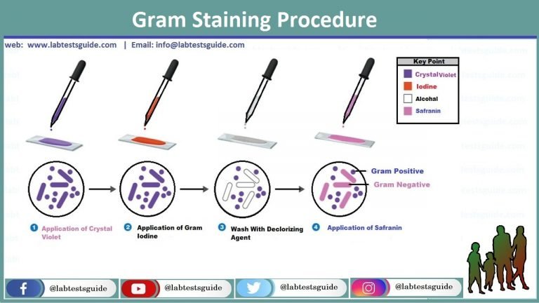 Gram Stain Purpose, Procedure, Results and more | Lab Tests Guide