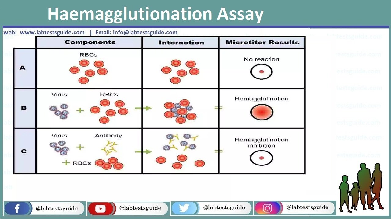 Haemagglutionation Assay Ha Purpose Procedure Results And More Lab Tests Guide 7882