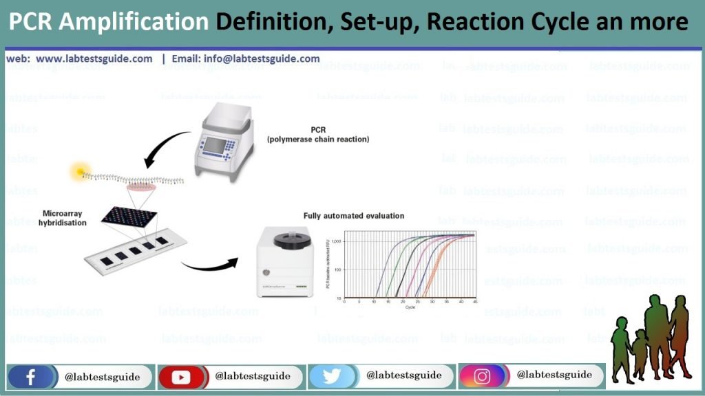 pcr-amplification-definition-set-up-reaction-cycle-an-more-lab