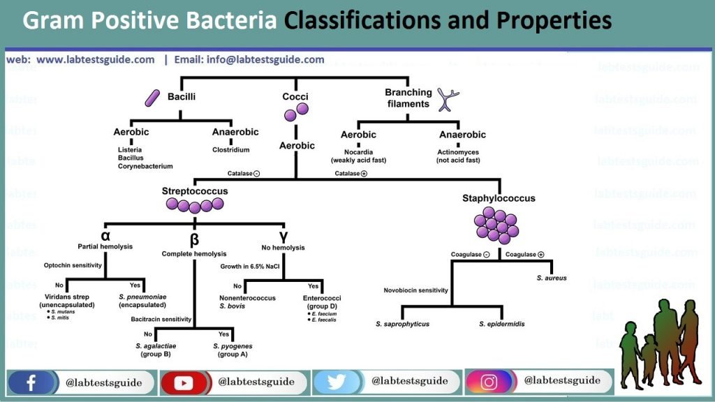 Gram Positive Bacteria Classifications, Properties and more | Lab Tests ...