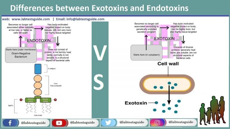 Differences between Exotoxins and Endotoxins | Lab Tests Guide