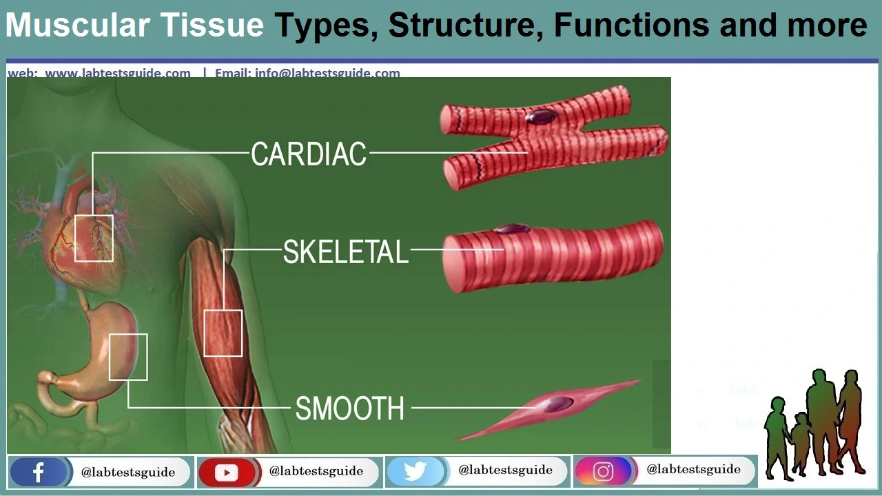 3.5: Muscle Tissue - Medicine LibreTexts