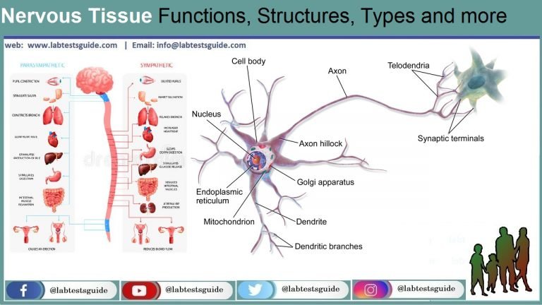 Nervous Tissue Functions Structures Types And More Lab Tests Guide