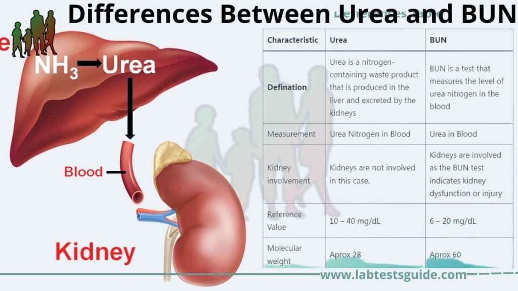 Blood Urea VS BUN, Definations, Differences | Lab Tests Guide