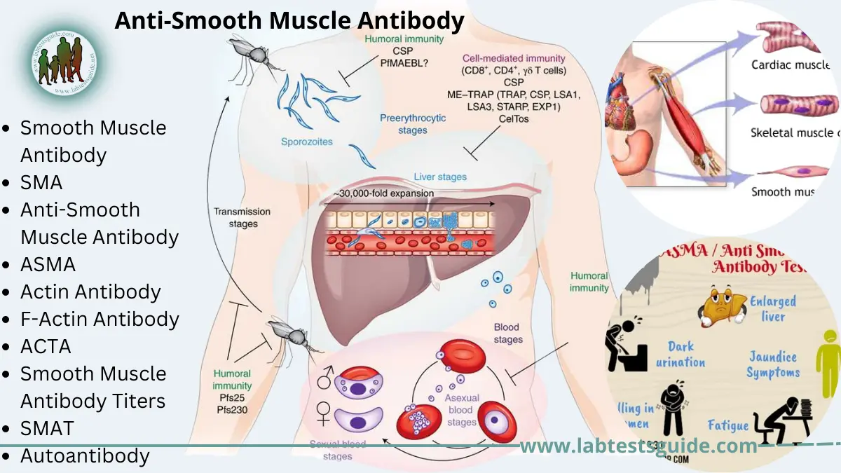 anti-smooth-muscle-antibody-test-purpose-procedure-result-and-more