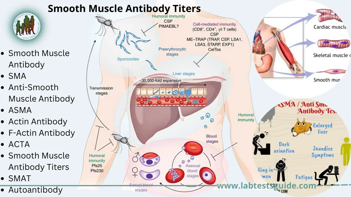 smooth-muscle-antibody-titers-test-purpose-procedure-result-and-more