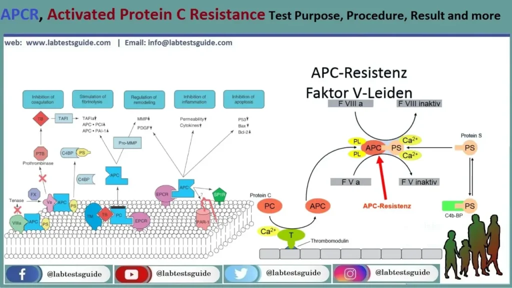 Activated Protein C