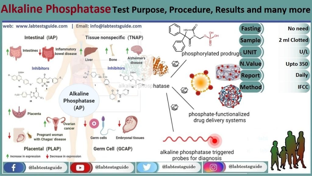 alkaline-phosphatase-lab-tests-guide