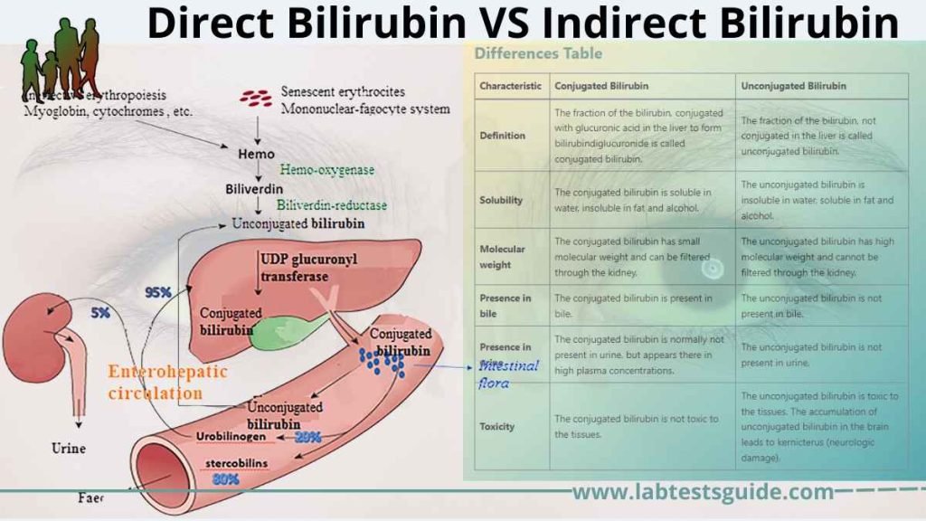 direct-bilirubin-vs-indirect-bilirubin-lab-tests-guide