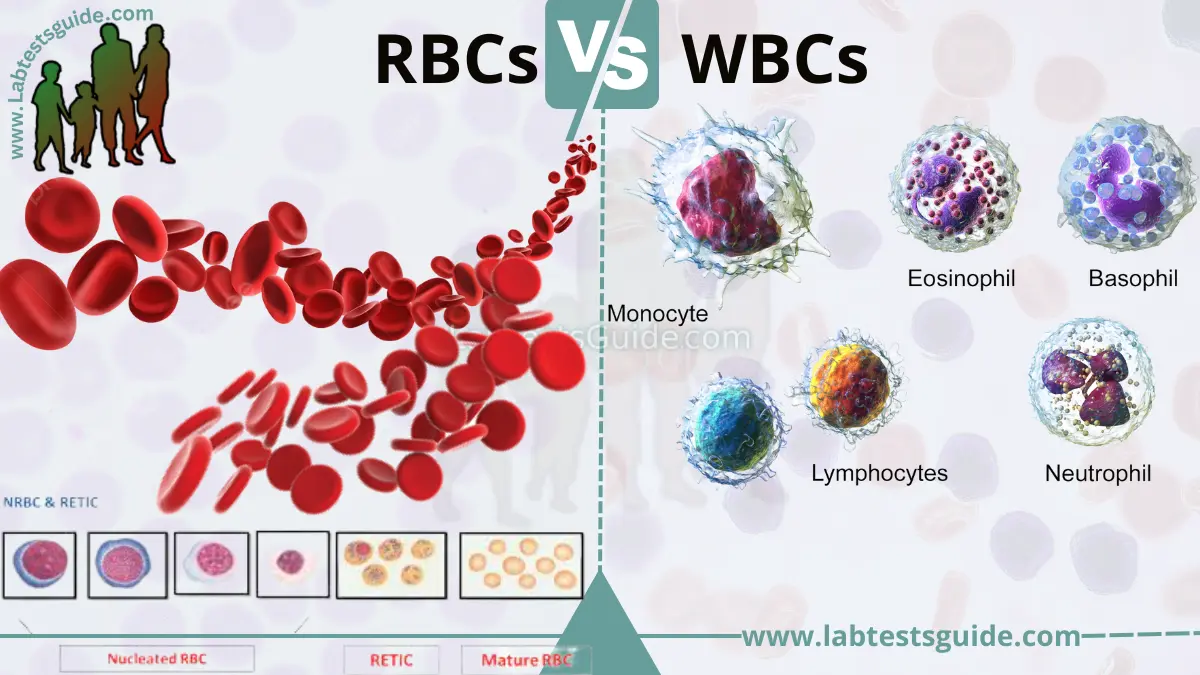red blood cells and white blood cells difference