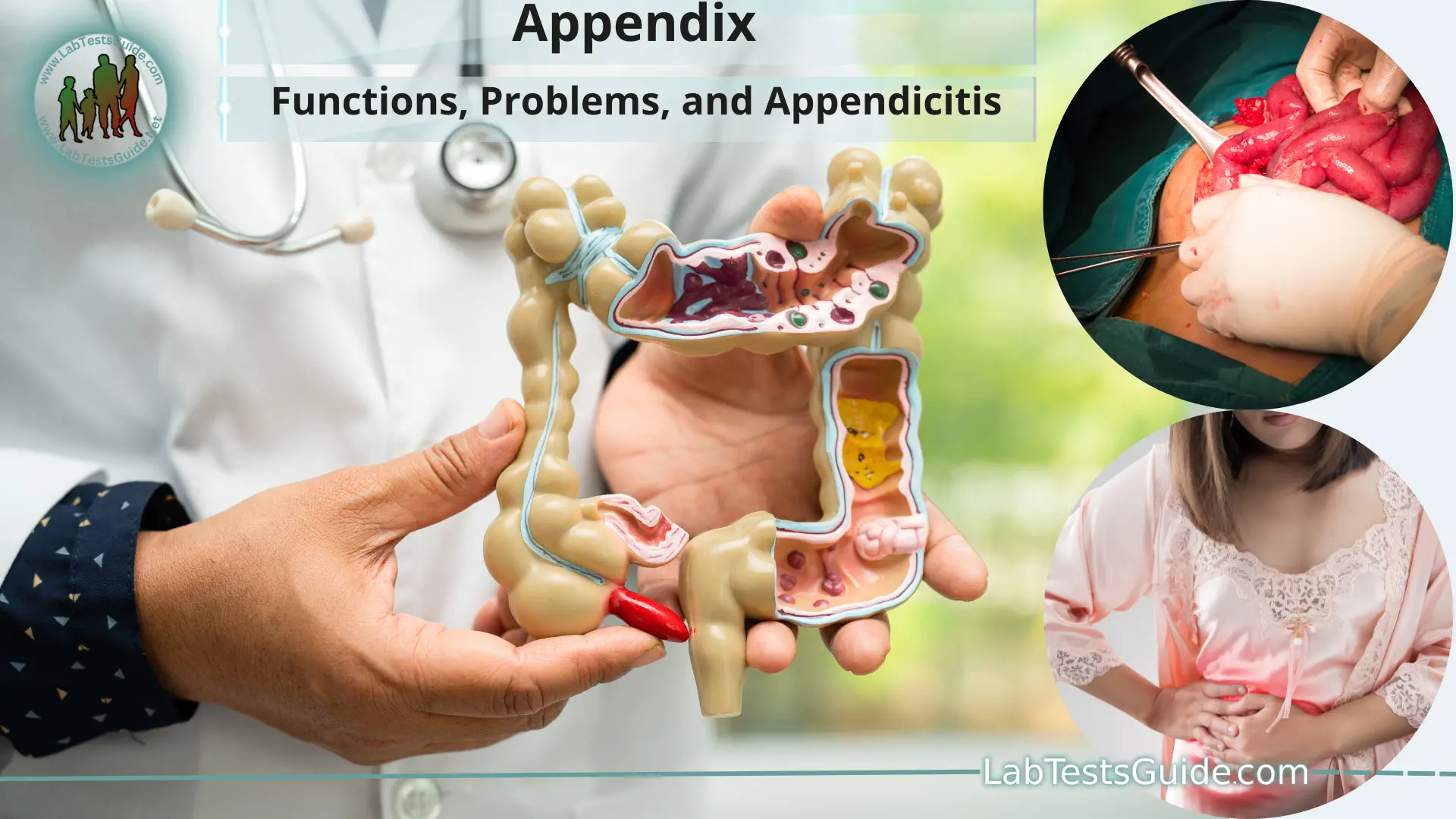the function of vermiform appendix