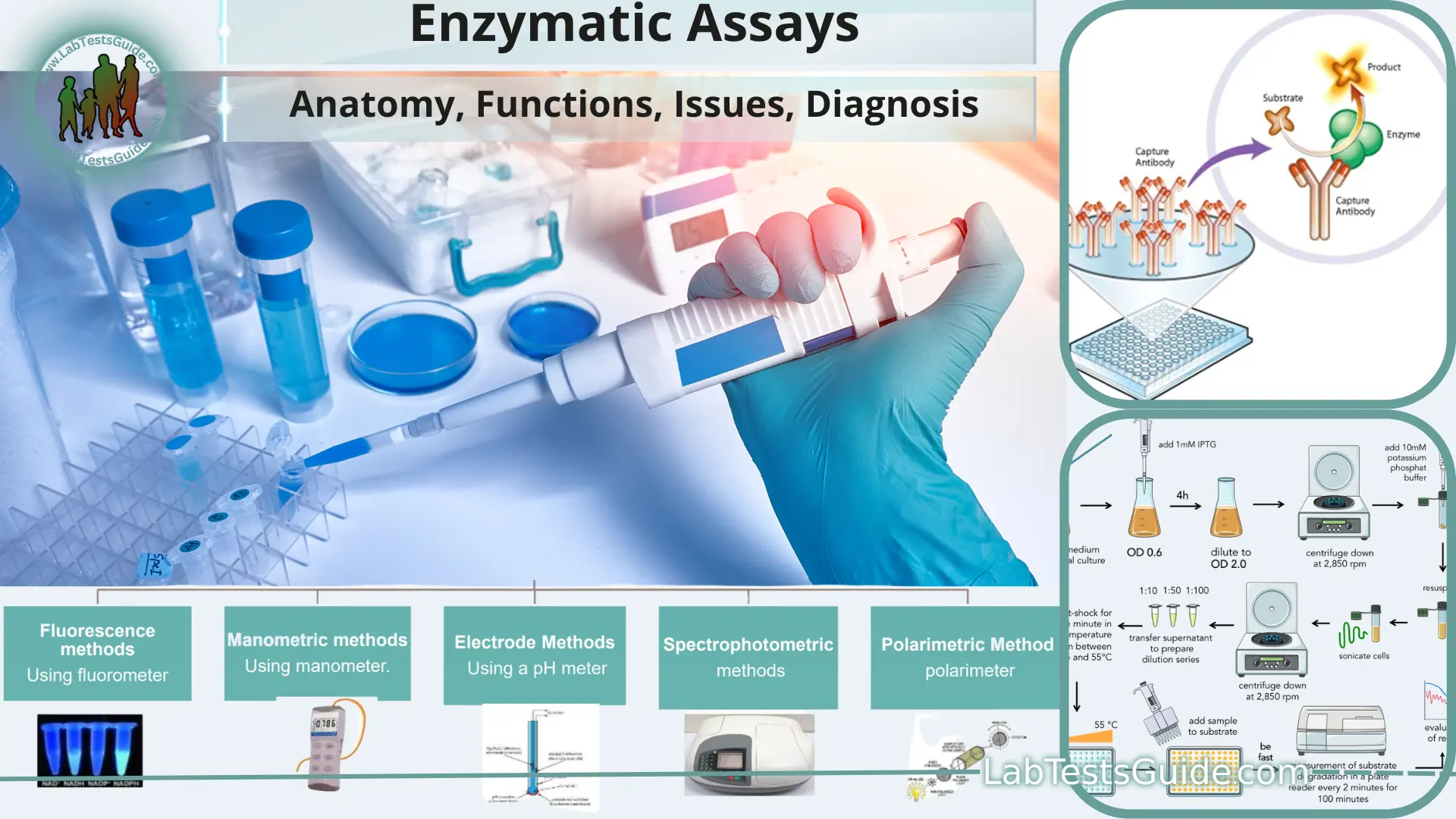 enzyme assay experiment