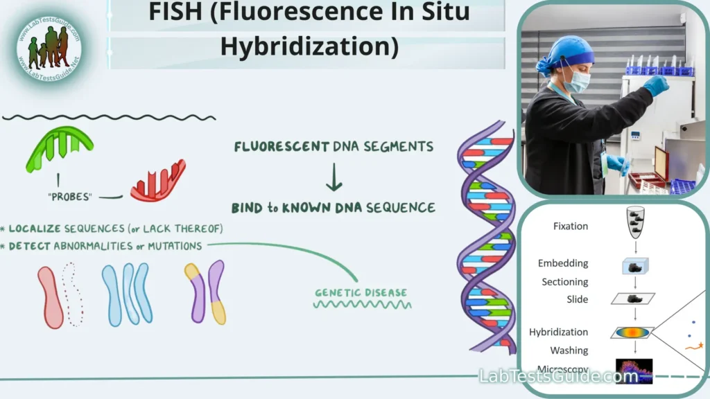 FISH (Fluorescence In Situ Hybridization)