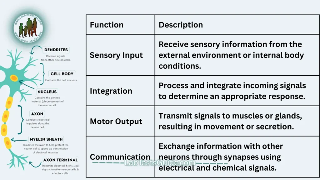 Functions of Nerve Cells (Neurons)