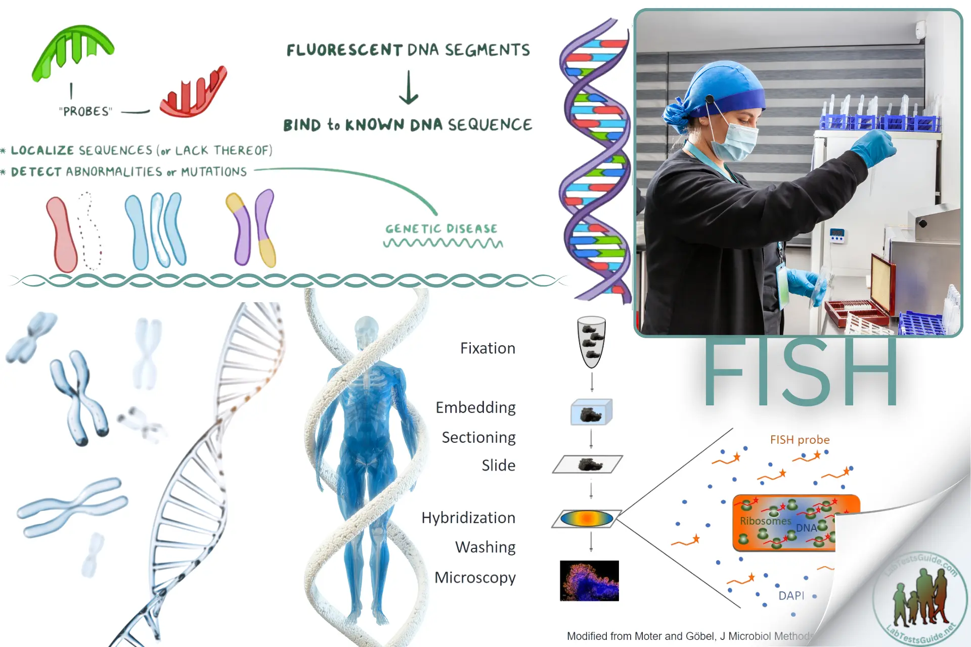 Fluorescence In Situ Hybridization (fish) Purpose, Procedure And More